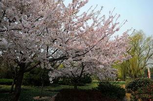 国产春色在线,探寻中国电影中的青春与色彩
